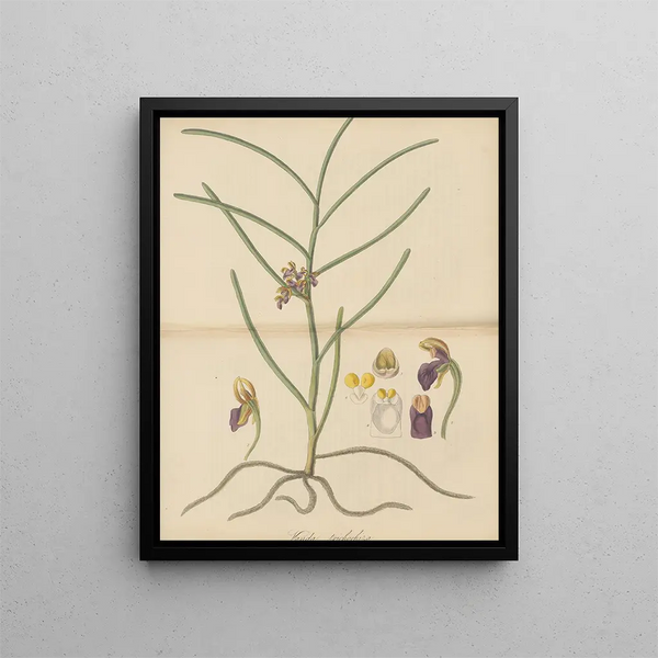 William Jackson Hooker - Vanda trichorhiza.webp