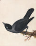 Choucas - William Lewin — weergave van het kunstwerk