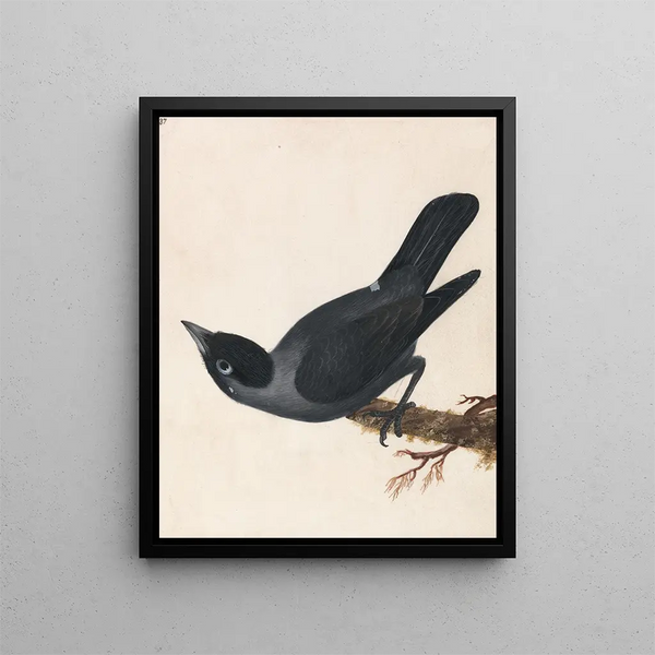 William Lewin - Jackdaw.webp