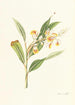 Planten monandrines - William Roscoe — weergave van het kunstwerk