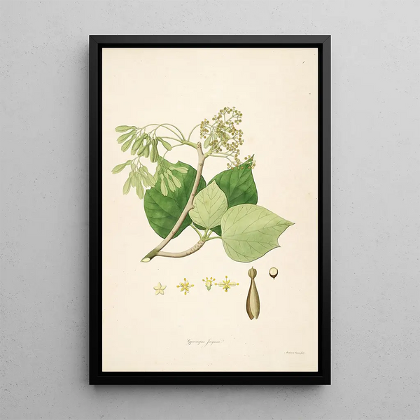 William Roxburgh - Plants of the coast of Coromandel Pl001.webp