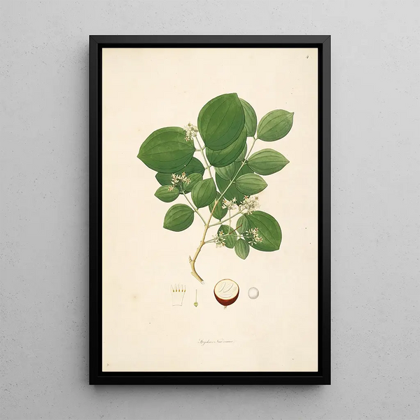 William Roxburgh - Plants of the coast of Coromandel Pl004.webp