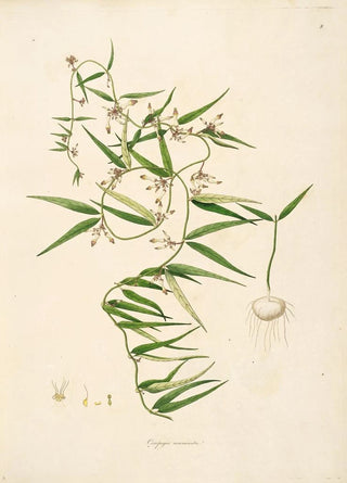William Roxburgh - Plants of the coast of Coromandel Pl008.webp