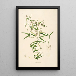 William Roxburgh - Plants of the coast of Coromandel Pl008.webp