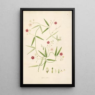William Roxburgh - Plants of the coast of Coromandel Pl011.webp