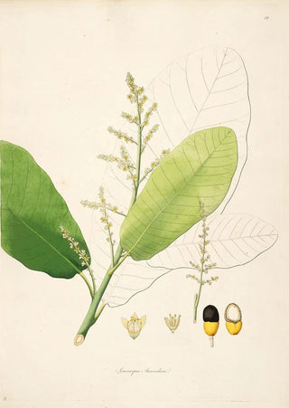 William Roxburgh - Plants of the coast of Coromandel Pl012.webp