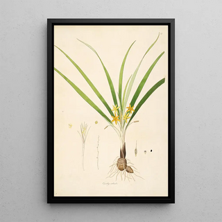 William Roxburgh - Plants of the coast of Coromandel Pl013.webp