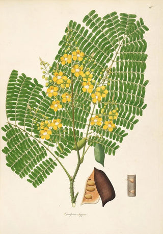 William Roxburgh - Plants of the coast of Coromandel Pl016.webp