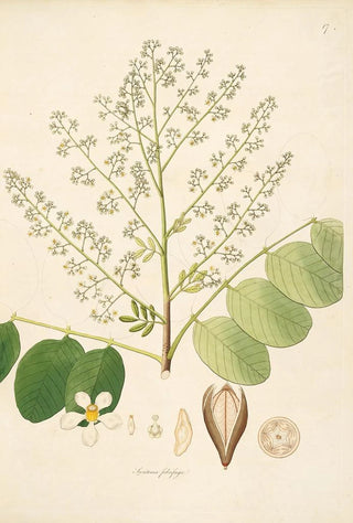 William Roxburgh - Plants of the coast of Coromandel Pl017.webp