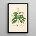 Planten van de kust van Coromandel Pl018 - William Roxburgh — ingelijst kunstwerk aan de muur
