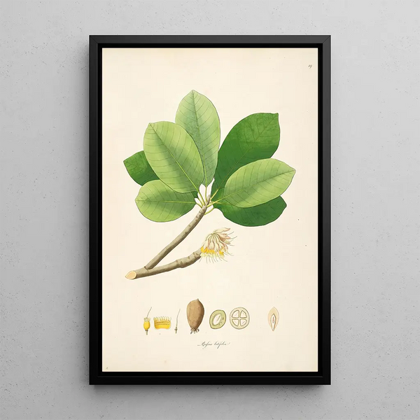 William Roxburgh - Plants of the coast of Coromandel Pl019.webp