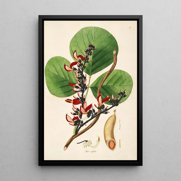 William Roxburgh - Plants of the coast of Coromandel Pl022.webp