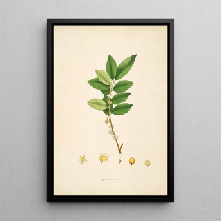 William Roxburgh - Plants of the coast of Coromandel Pl028.webp