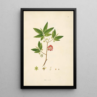 William Roxburgh - Plants of the coast of Coromandel Pl033.webp