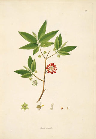 William Roxburgh - Plants of the coast of Coromandel Pl033.webp