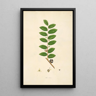 William Roxburgh - Plants of the coast of Coromandel Pl034.webp