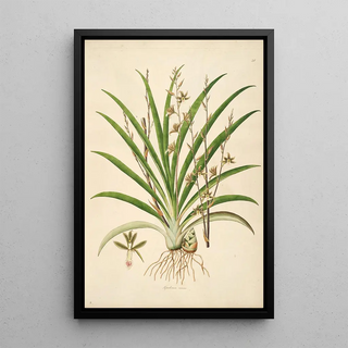 William Roxburgh - Plants of the coast of Coromandel Pl038.webp