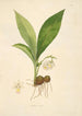 Planten van de kust van Coromandel Pl039 - William Roxburgh — weergave van het kunstwerk