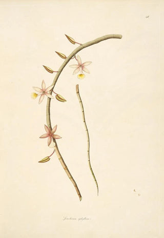 William Roxburgh - Plants of the coast of Coromandel Pl041.webp