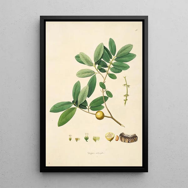 William Roxburgh - Plants of the coast of Coromandel Pl046.webp