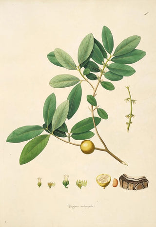 William Roxburgh - Plants of the coast of Coromandel Pl046.webp