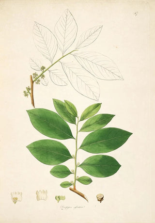 William Roxburgh - Plants of the coast of Coromandel Pl047.webp