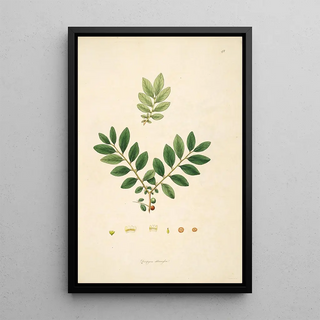 William Roxburgh - Plants of the coast of Coromandel Pl049.webp