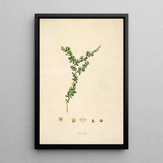 William Roxburgh - Plants of the coast of Coromandel Pl057.webp
