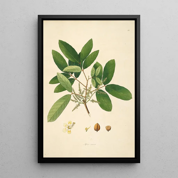 William Roxburgh - Plants of the coast of Coromandel Pl060.webp
