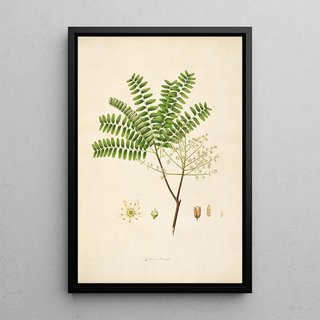 William Roxburgh - Plants of the coast of Coromandel Pl064.webp