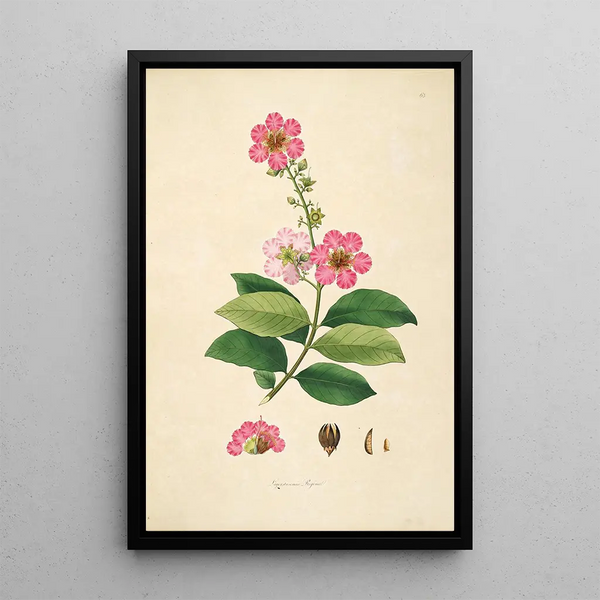 William Roxburgh - Plants of the coast of Coromandel Pl065.webp