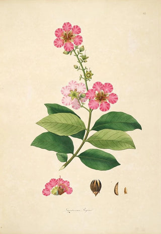 William Roxburgh - Plants of the coast of Coromandel Pl065.webp