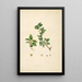 Planten van de kust van Coromandel Pl069 - William Roxburgh — ingelijst kunstwerk aan de muur