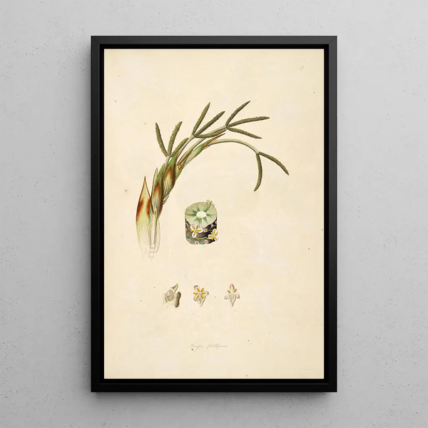 William Roxburgh - Plants of the coast of Coromandel Pl071.webp