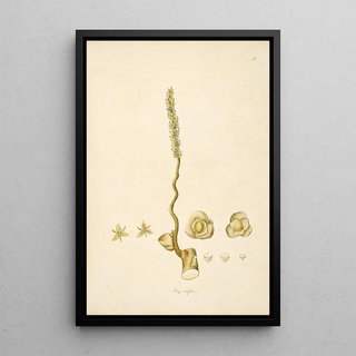 William Roxburgh - Plants of the coast of Coromandel Pl073.webp