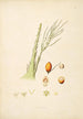 Planten van de kust van Coromandel Pl075 - William Roxburgh — weergave van het kunstwerk