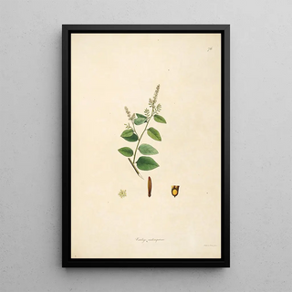 William Roxburgh - Plants of the coast of Coromandel Pl076.webp