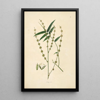 William Roxburgh - Plants of the coast of Coromandel Pl080.webp