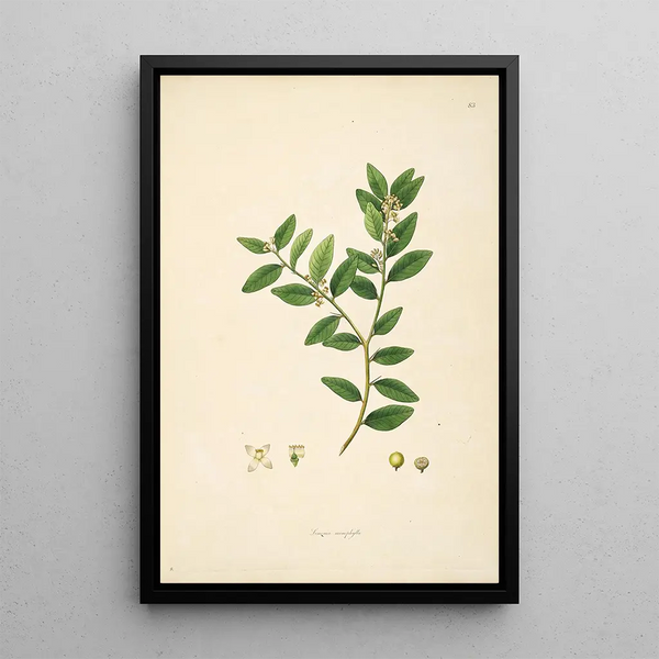 William Roxburgh - Plants of the coast of Coromandel Pl083.webp