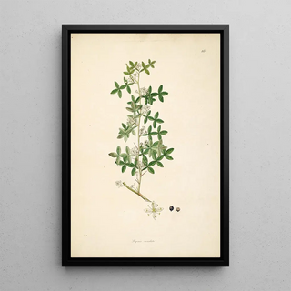 William Roxburgh - Plants of the coast of Coromandel Pl086.webp