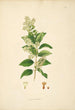 Planten van de kust van Coromandel Pl087 - William Roxburgh — weergave van het kunstwerk