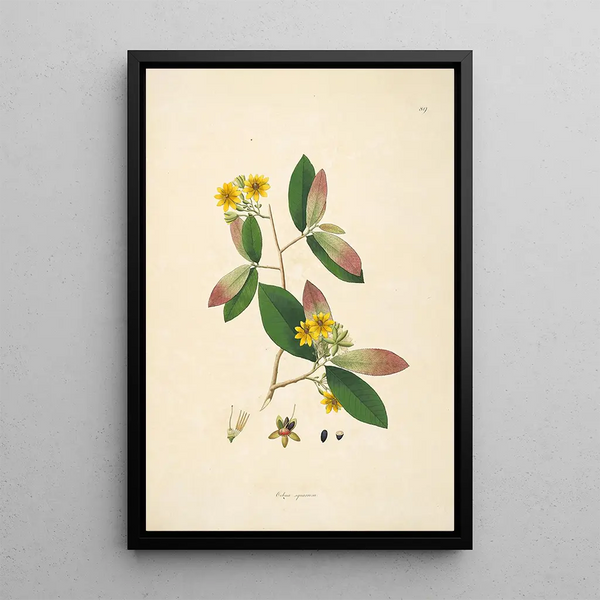 William Roxburgh - Plants of the coast of Coromandel Pl089.webp