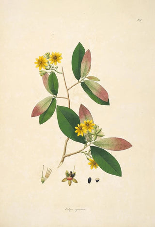 William Roxburgh - Plants of the coast of Coromandel Pl089.webp
