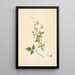 Planten van de kust van Coromandel Pl092 - William Roxburgh — ingelijst kunstwerk aan de muur
