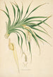 Planten van de kust van Coromandel Pl094 - William Roxburgh — weergave van het kunstwerk