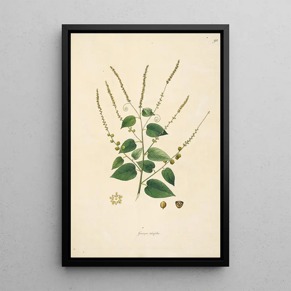 William Roxburgh - Plants of the coast of Coromandel Pl098.webp