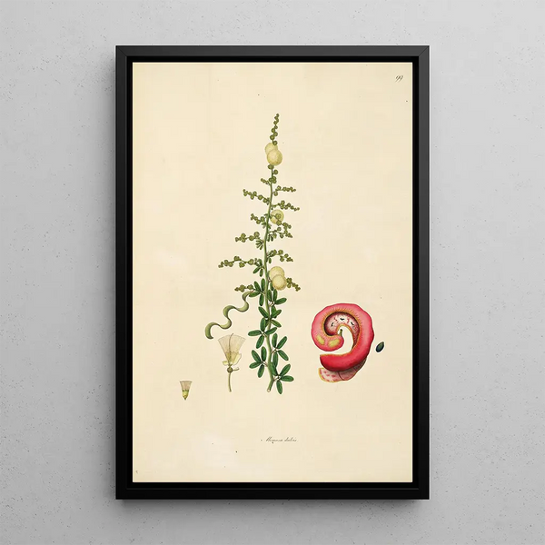 William Roxburgh - Plants of the coast of Coromandel Pl099.webp