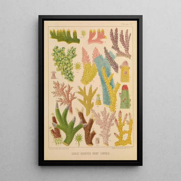 William SavilleKent - Great Barrier Reef Corals III.webp