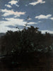 Landschap met een hek van struikgewas - Witold Pruszkowski — weergave van het kunstwerk