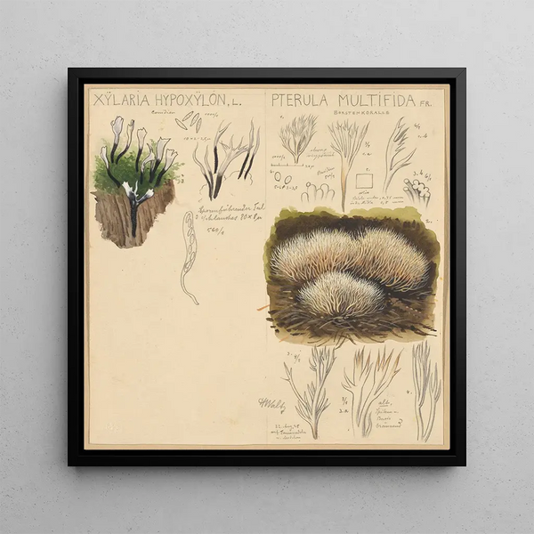 Xylaria hypoxylon Pterula multifida - Hans Walty